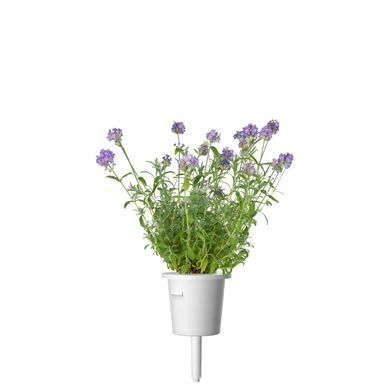 Картридж для Умного сада Лаванда Click & Grow