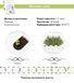 Картридж для Умного сада Лаванда Click & Grow - 7