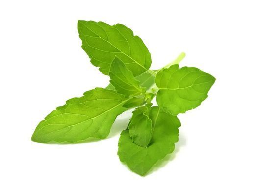 Змінний картридж Click & Grow Тулсі базилік 3 капсули