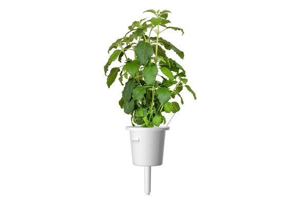 Змінний картридж Click & Grow Тулсі базилік 3 капсули