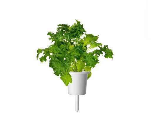 Змінний картридж Яблучна м'ята Click & Grow