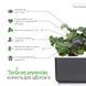 Картридж Click&Grow Червона капуста Кейл - 8