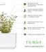 Картридж для Розумного саду Чебрець Click & Grow - 2