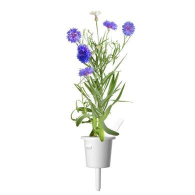 Змінний картридж Click & Grow Волошки 3 капсули