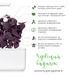 Картридж для Умного сада Красный базилик Click & Grow - 12