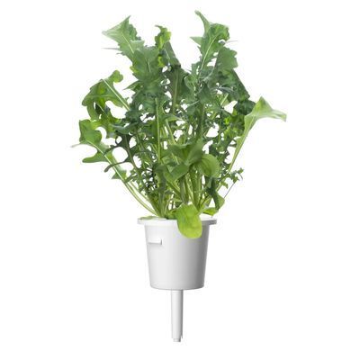 Картридж для Розумного саду Рукола Click & Grow