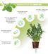 Картридж для Розумного саду Рукола Click & Grow - 4