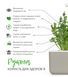 Картридж для Розумного саду Рукола Click & Grow - 5