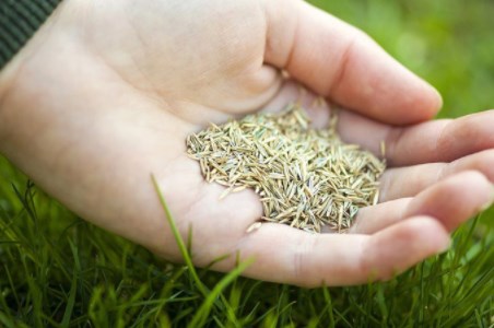 купить семена газонной травы